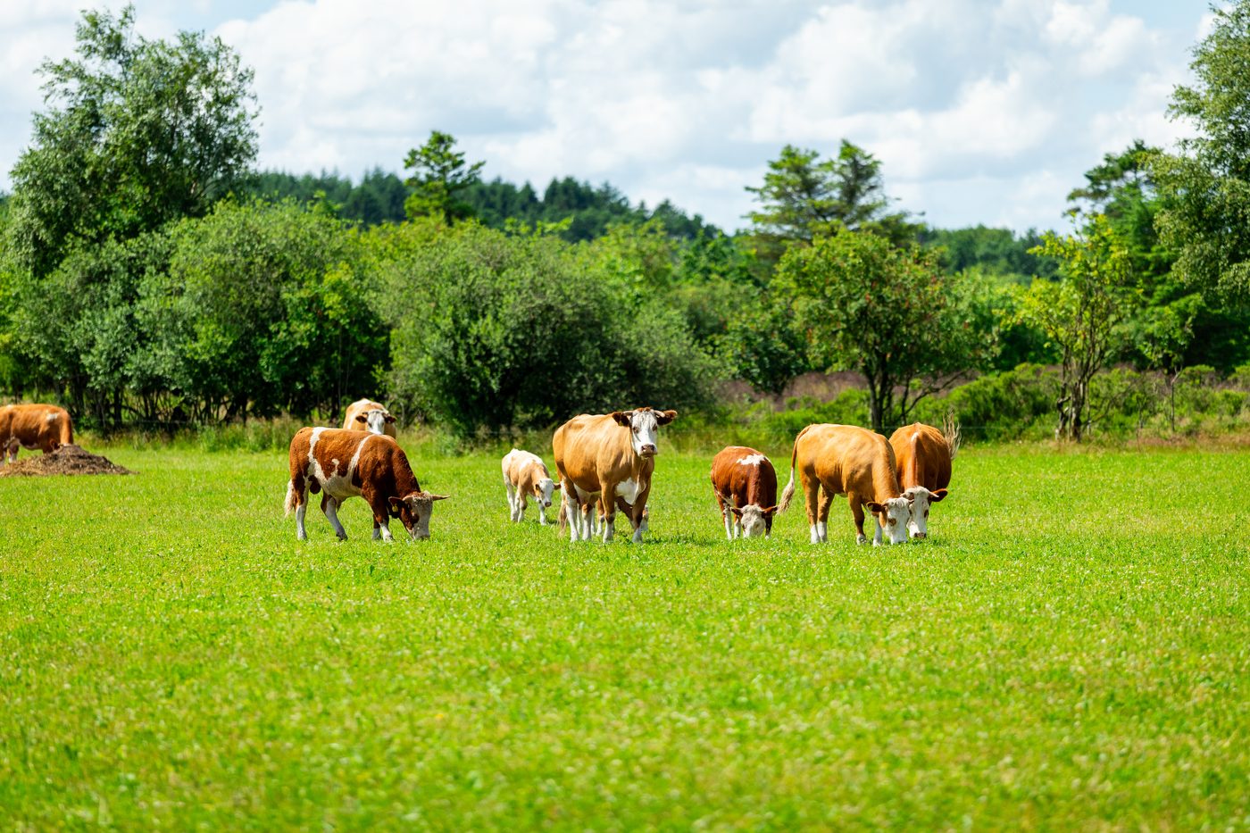 Grundprincipper i biodynamisk landbrug
