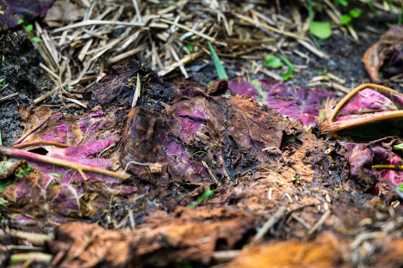 Biodynamisk kompost på Højbo