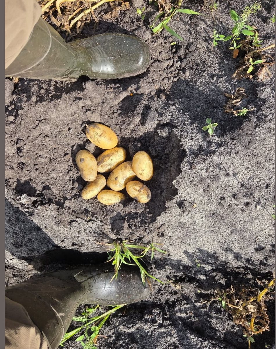Nyopgravede biodynamiske kartofler i den levende jord