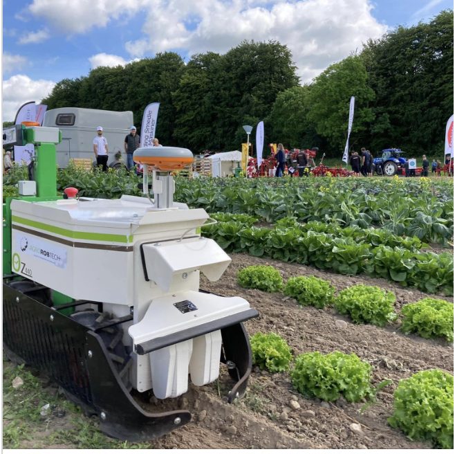 Selvkørende markrobot renser rækker i en grøntsagsmark