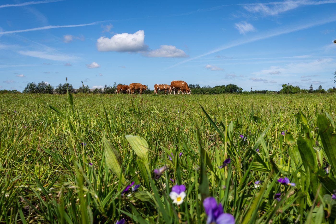 Simmental-kvæg på Højbo i Brande